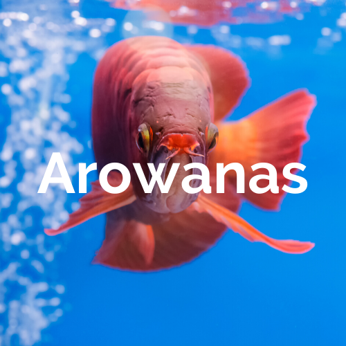 Fishes - Arowanas