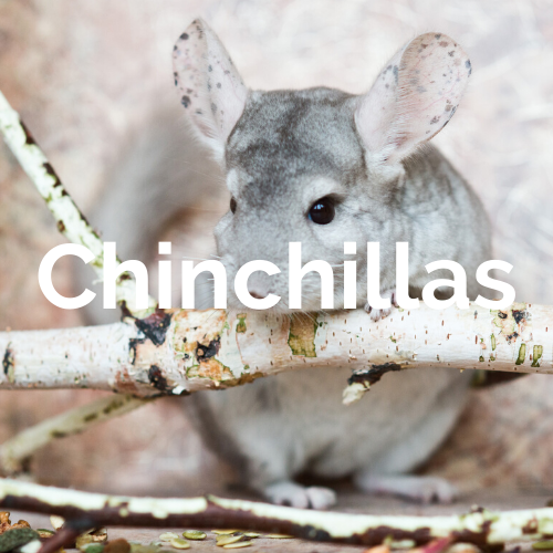 Tjs sales chinchilla supplies