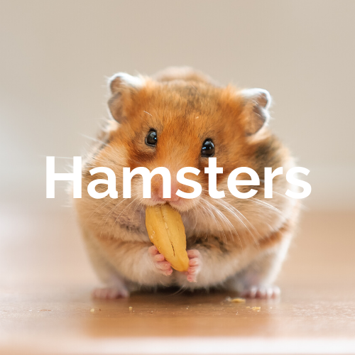 Mammals - Hamsters