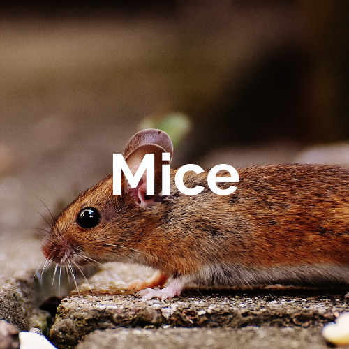 Mammals - Mices