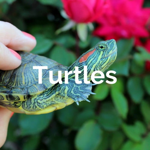 Reptiles - Turtles – Jeja Pets