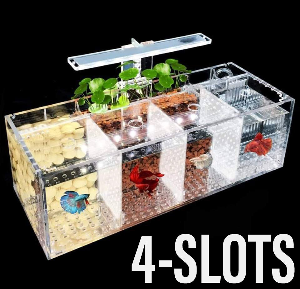 Acrylic Betta Tank Set with Pump and IOS (4 Slots)