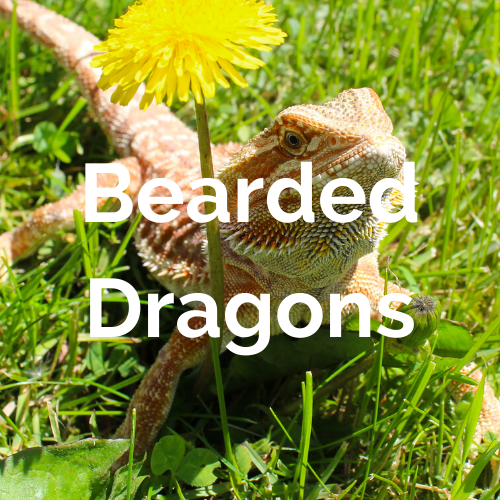 Bearded Dragon Care Sheet