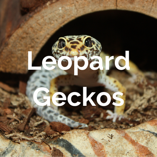 Leopard Gecko Care Sheet