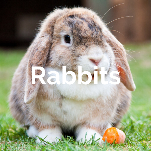 Rabbit