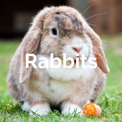 Mammals - Rabbits
