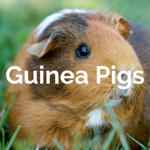 Mammals - Guinea Pigs