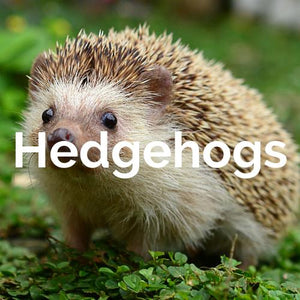 Mammals - Hedgehogs