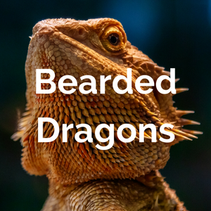 Reptiles - Bearded Dragons