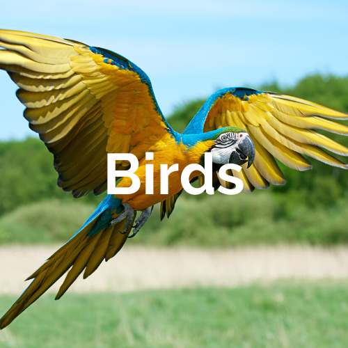 All Birds