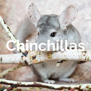 Mammals - Chinchillas