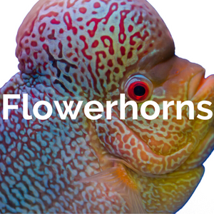 Fishes - Flowerhorns
