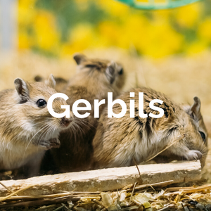 Mammals - Gerbils