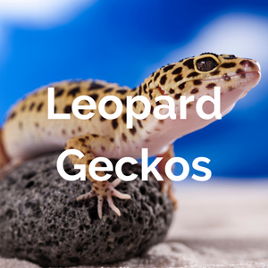 Reptiles - Leopard Geckos