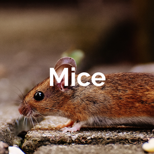 Mammals - Mices