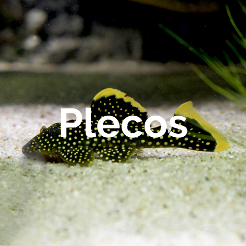 Fishes - Plecos
