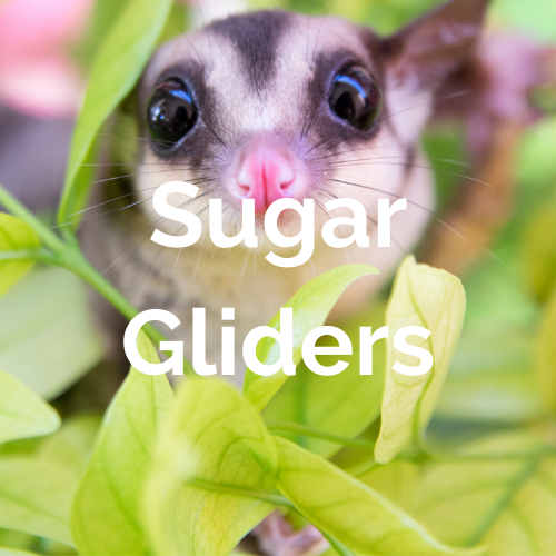 Mammals - Sugar Gliders