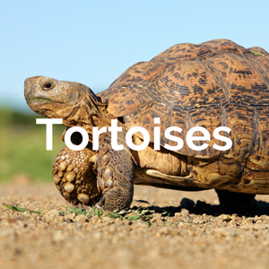 Reptiles - Tortoises