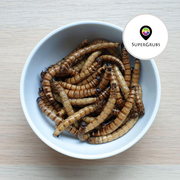 [DISCONTINUED] Supergrubs Canned Morio Worms (Super Worms) - 35g