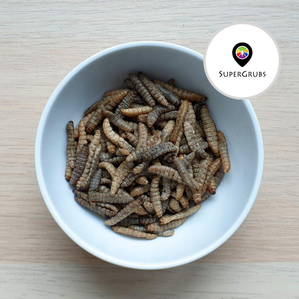 [DISCONTINUED] Supergrubs Canned Waxworms - 35g