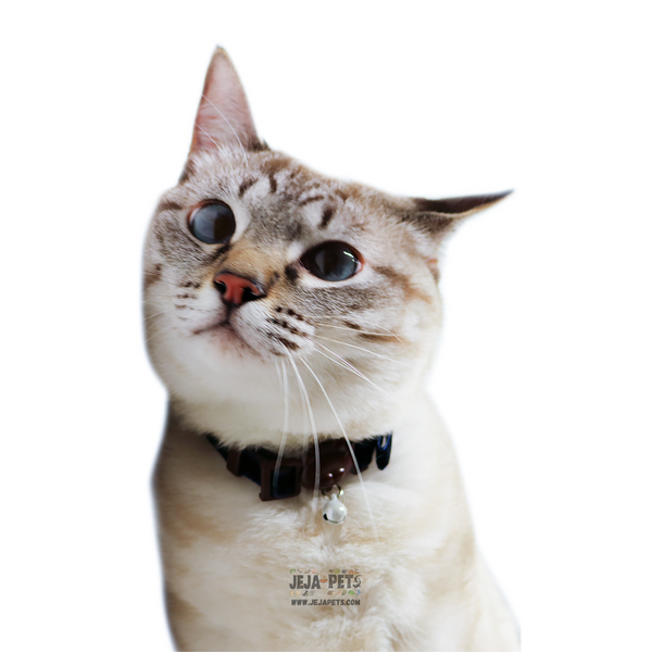 CattyMan Stylish Cat Collar - Velvet Blue