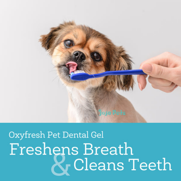 Oxyfresh Pet Dental Gel Toothpaste - 113g